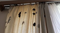 V hotelu Slovan zabydlelo rekordních 256 netopýr. (11. záí 2023)