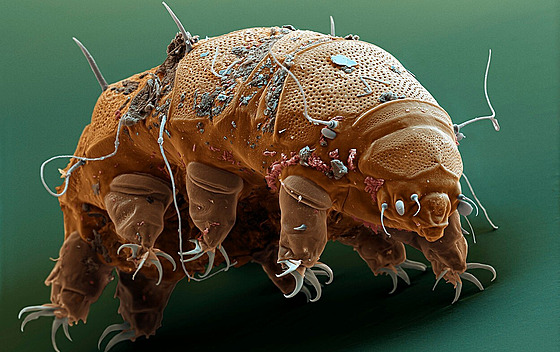 Tito mikroskopití ivoichové existují pes pl miliardy let.