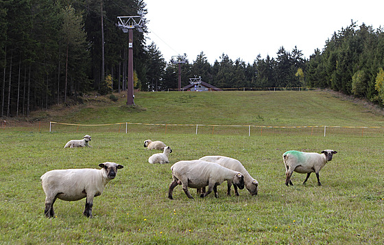 Provozovateli sjezdovky na Harusov kopci letos pomáhají s údrbou svahu ovce,...