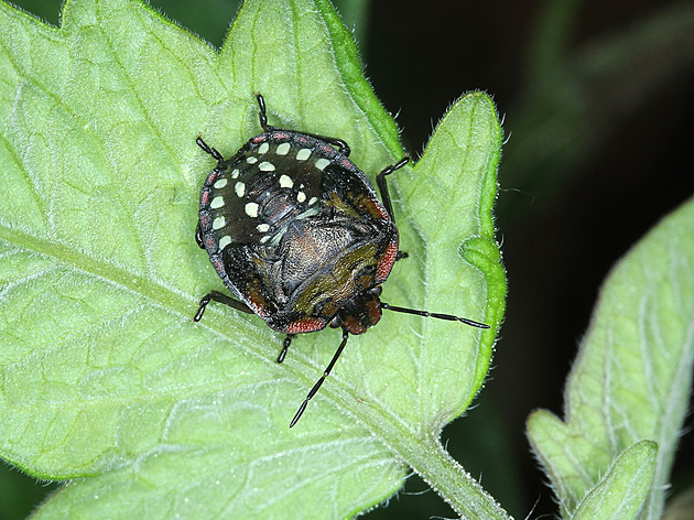Kněžice, vrtule, síťnatky. Na jižní Moravě řádí noví škůdci, ohrožují i biotopy