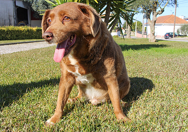 V Portugalsku uhynul nejstarší pes na světě. Bobimu bylo jednatřicet let