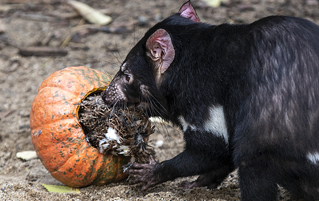 OBRAZEM: Zvířata v pražské zoo si pochutnala na dýňovém halloweenském menu