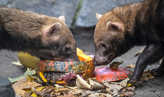 OBRAZEM: Zvířata v pražské zoo si pochutnala na dýňovém halloweenském menu