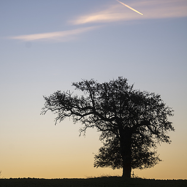 Stromem roku je hruška z Mrákotína na Chrudimsku, roste v širém poli