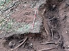 Válený hrob, odkrytý náhodn v Rozdrojovicích na Brnnsku