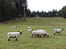 Provozovateli sjezdovky na Harusov kopci letos pomáhají s údrbou svahu ovce,...