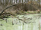Stibrkovská jezera nedaleko Tvrdovic pedstavují zbytek luního lesa na dolním...