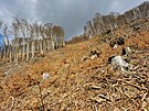 Pokácené stromy v Mariánském Údolí (11. dubna 2023)