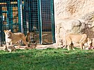K�est �tve�ice lv��at v plze�sk� zoo. (21. ��jna 2023) 