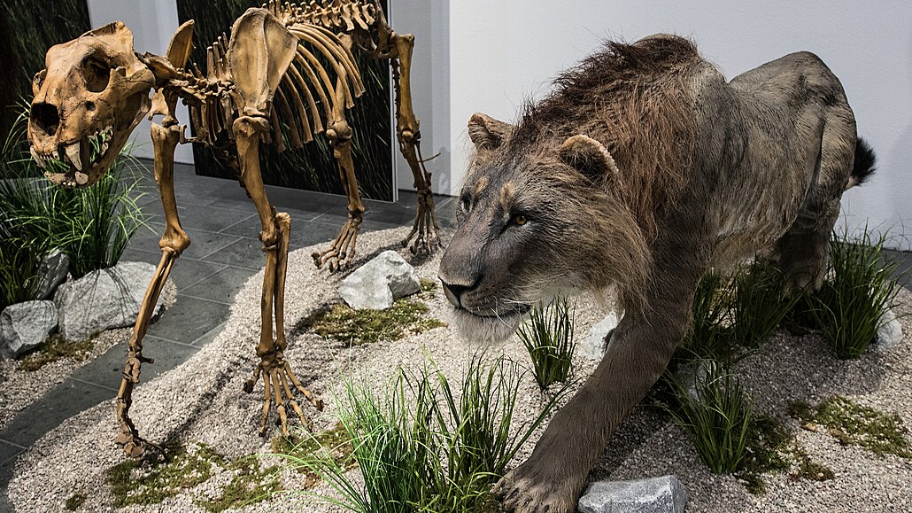 Jeskynní lev. Takto ho vidla expozice v muzeu ve Wiesbadenu.