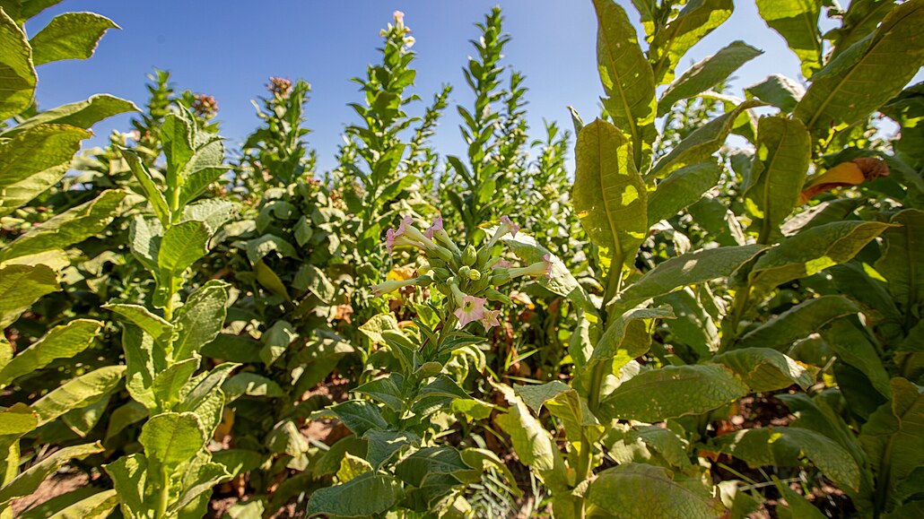 Rostliny tabáku pstované na farm.
