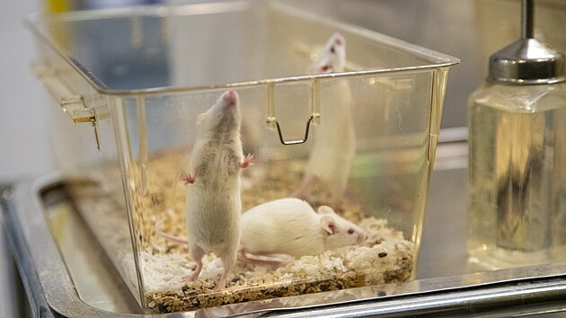 V laboratoi Fakultn nemocnice Brno provd vzkum leukemie s vyuitm experiment na speciln vylechtnch mych.