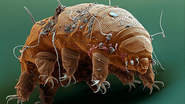 Tito mikroskopit ivoichov existuj pes pl miliardy let.