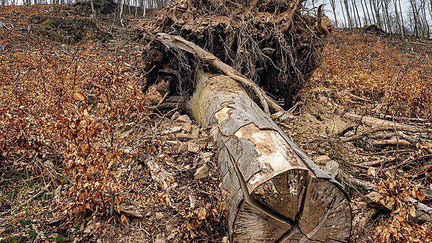 Pokcen stromy v Marinskm dol (11. dubna 2023)