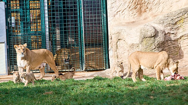 K�est �tve�ice lv��at v plze�sk� zoo. (21. ��jna 2023) 