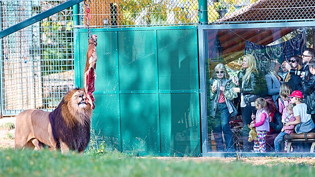 K�est �tve�ice lv��at v plze�sk� zoo. (21. ��jna 2023) 