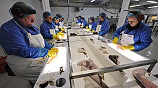 Zpracování tresek v jednom z nejvtích rybárenských závod na Islandu (2009)