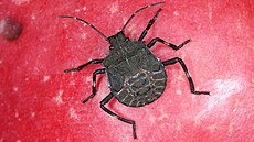 Kn�ice mramorovaná