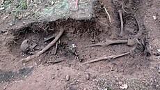 Válený hrob, odkrytý náhodn v Rozdrojovicích na Brnnsku