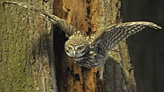 D�íve nejtypi�t�j�í sova �eské krajiny mizí.