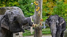 Zví�at�m v pra�ské zoo se p�ed Halloweenem podávají dý�ové hody. (26. �íjna...