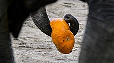 Zví�at�m v pra�ské zoo se p�ed Halloweenem podávají dý�ové hody. (26. �íjna...