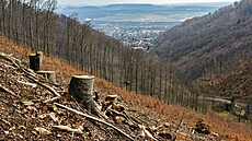 Pokácené stromy v Mariánském Údolí (11. dubna 2023)