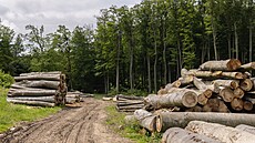 Pokácené dřevo ve Ždánickém lese (24. května 2023)