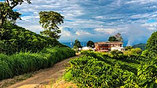 Kofola se stane spolumajitelem kávových plantáí v Kolumbii. (20. íjna 2023)