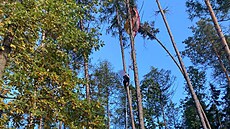 Z koruny vzrostlé borovice pomáhali paraglidistce hasi�i. �en� se nic nestalo.