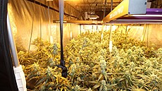 Policie zadr�ela gang p�stující a vyvá�ející marihuanu (23. �íjna 2023)