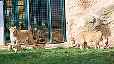 K�est �tve�ice lví�at v plze�ské zoo. (21. �íjna 2023) 