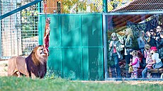 K�est �tve�ice lví�at v plze�ské zoo. (21. �íjna 2023) 