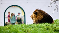 K�est �tve�ice lví�at v plze�ské zoo. (21. �íjna 2023) 