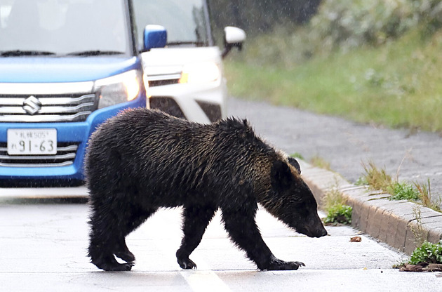 Na Japonce útočí hladoví mladí medvědi, došly jim bukvice a žaludy