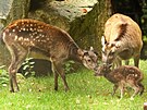 V libereck zoo se narodila samika ohroenho filipnskho jelnka sambara...