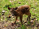 V libereck zoo se narodila samika ohroenho filipnskho jelnka sambara...