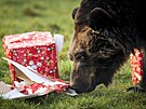 Medvd hndý v Yorkshirském parku divoké zve v Anglii hledá dobroty ve...