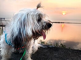 Na obrázku je shih-tzu, oblíbené plemeno, které podobn� jako jezev�ík nebo...