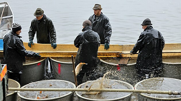 Tradi�n� podzimn� v�lov rybn�ka Amerika u Franti�kov�ch L�zn� na Chebsku