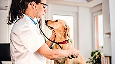 Potí�e, které �e�í veteriná�i, jsou velmi r�znorodé. Nicmén� nej�ast�j�í...