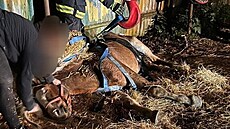 Hasi�i pomáhali s vyzvednutím zhruba 23 let starého kon�. (31. �íjna 2023)