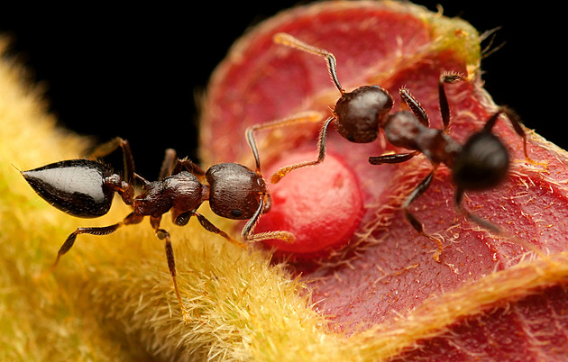 Mravenci v tropických velehorách nejvíc chodí na cukr a olej, zjistili vědci