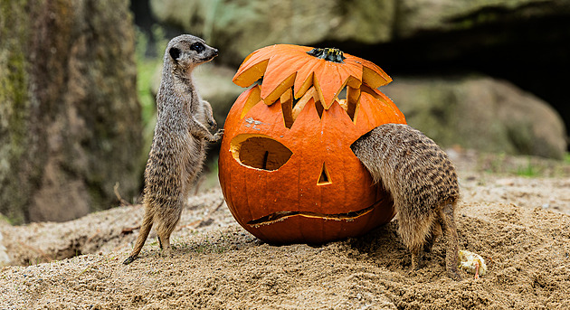 OBRAZEM: Safari park zaplnily zářící dýně, oranžovou dobrotu milují zvířata