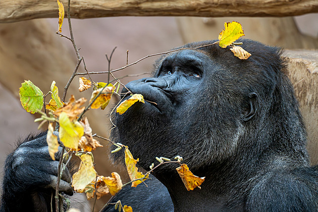 Gorilí samec Richard, nejslavnější zvíře Zoo Praha, žije v Troji už 20 let