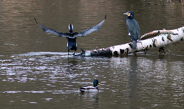 Kormoráni na ece Ohi