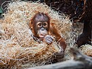 Malý orangutan Kawi se zdokonaluje v nejrznjích dovednostech, které jsou v...