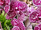 Na olomouckém výstaviti vystavují orchideje z celé planety
