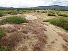 Písená duna ke konci první vegetaní sezóny po postavení plotu  pohled z...