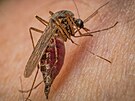 Mezi medicínsky nejdleitjí krevsající parazity patí komái. Komái jsou...